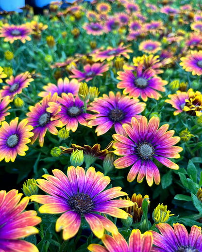 FIELD OF DAISY DREAMS  (24 Plants) AFRICAN DAISY 'ZION™ PURPLE SUN'