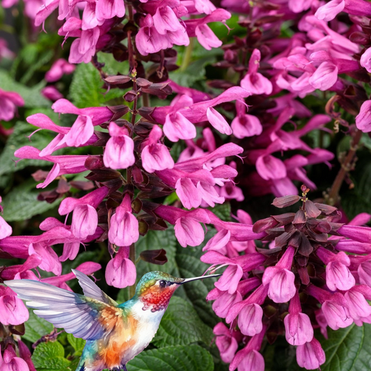 Salvia 'Unplugged® Pink'