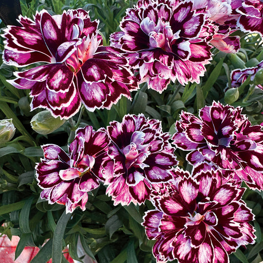 Dianthus Capitán 'Purple + White'