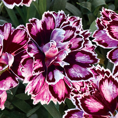 Dianthus Capitán 'Purple + White'