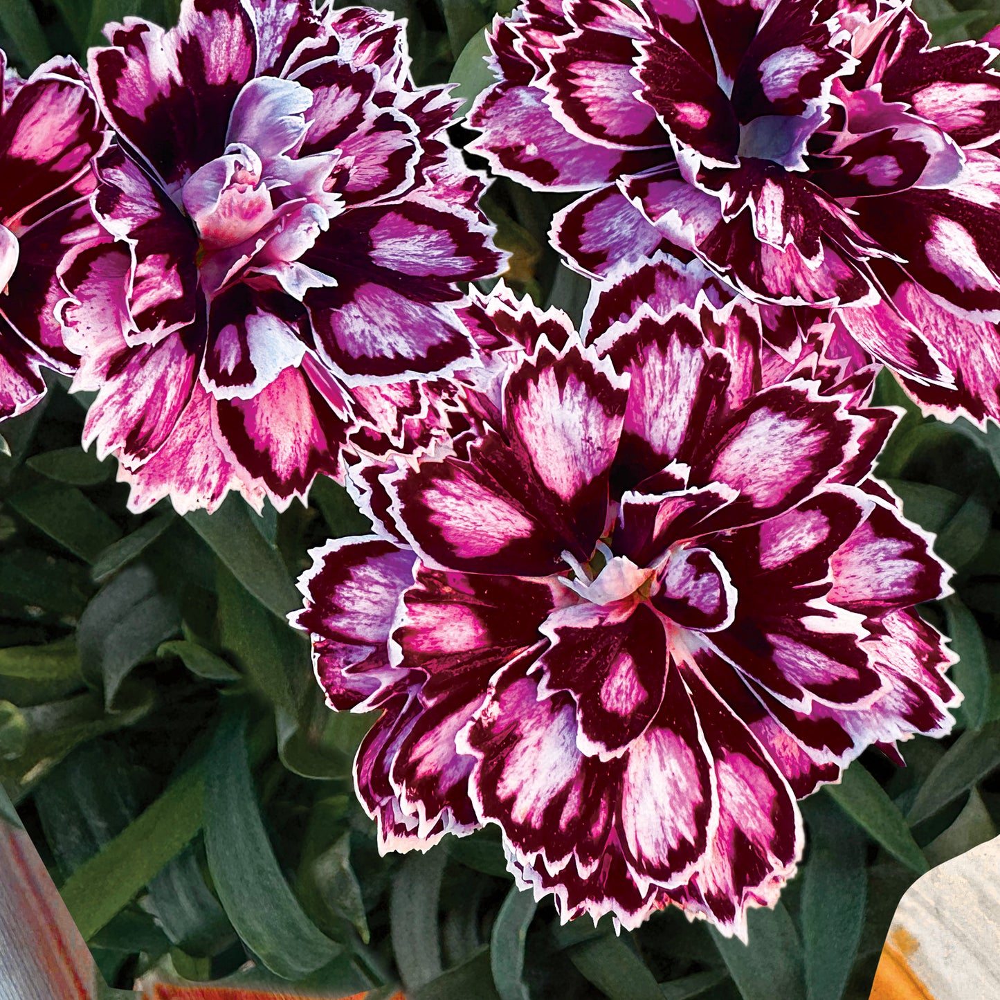 Dianthus Capitán 'Purple + White'