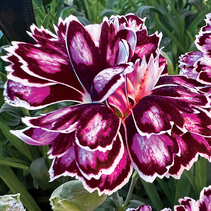 Dianthus Capitán 'Purple + White'