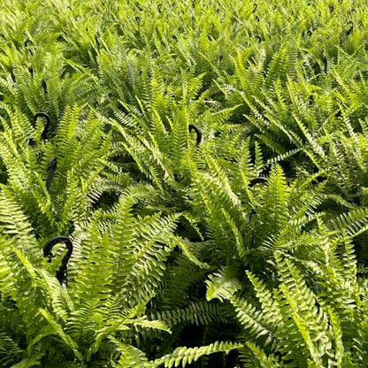 Boston Fern Hanging Basket