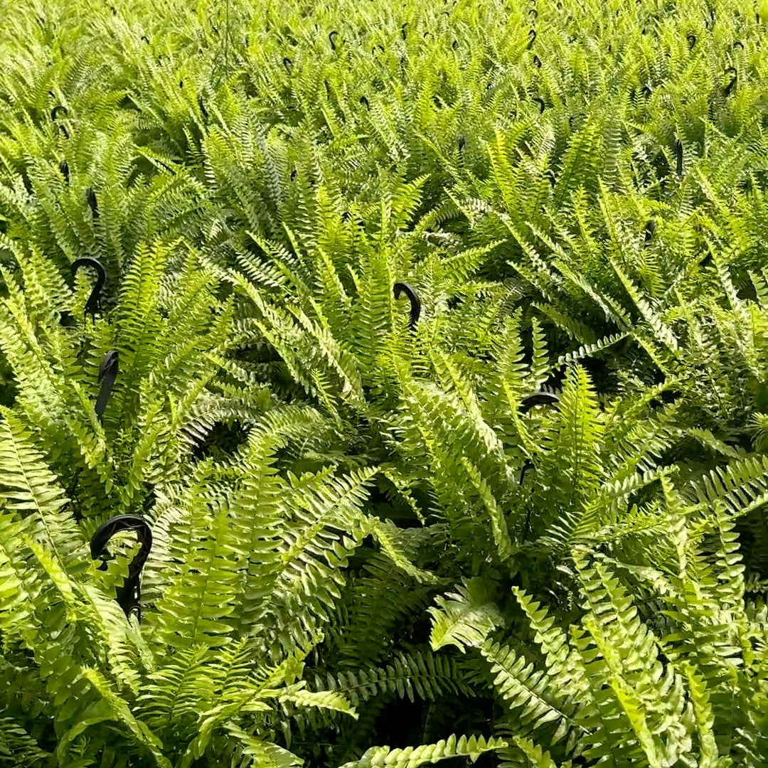 Boston Fern Hanging Basket