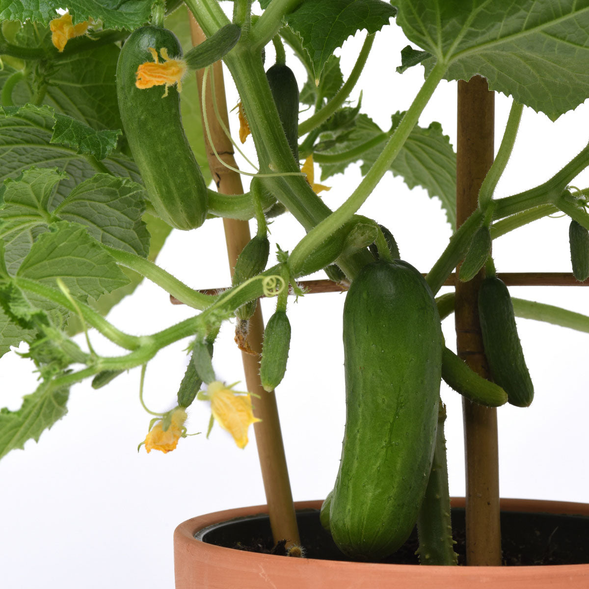 Quick Snack Cucumber