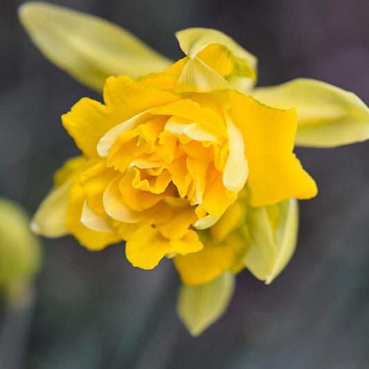 Daffodil Double 'Tete Boucle' (100 bulbs)