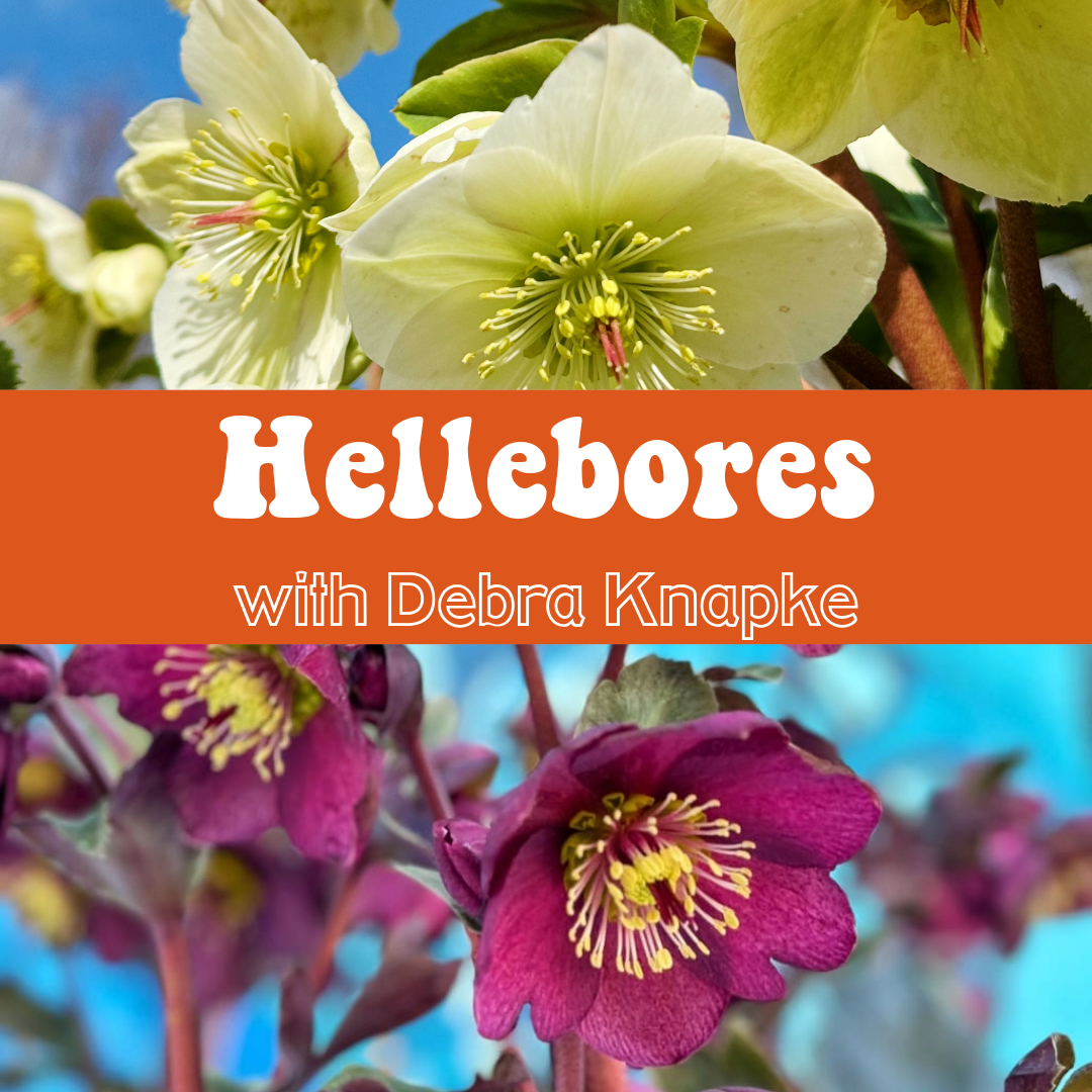 Hellebores: Winter bloomers for the shade garden