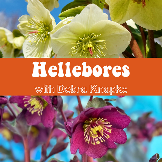 Hellebores: Winter bloomers for the shade garden