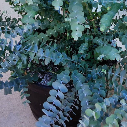 Eucalyptus 'Silver Dollar'