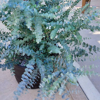 Eucalyptus 'Silver Dollar'