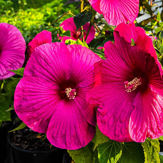 Hibiscus 'Luna Rose' (Big Blooms, Easy Vibes)