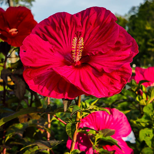 Hibiscus 'Midnight Marvel' (Bold Blooms with a Dark Twist)