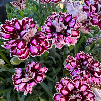 Dianthus Capitán 'Purple + White'