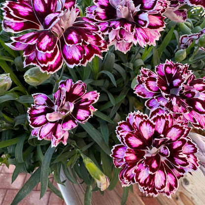 Dianthus Capitán 'Purple + White'