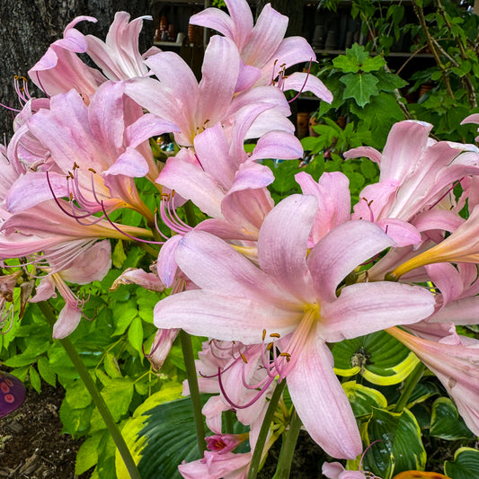 Surprise Lily | Lycoris 'Squamigera' Trio