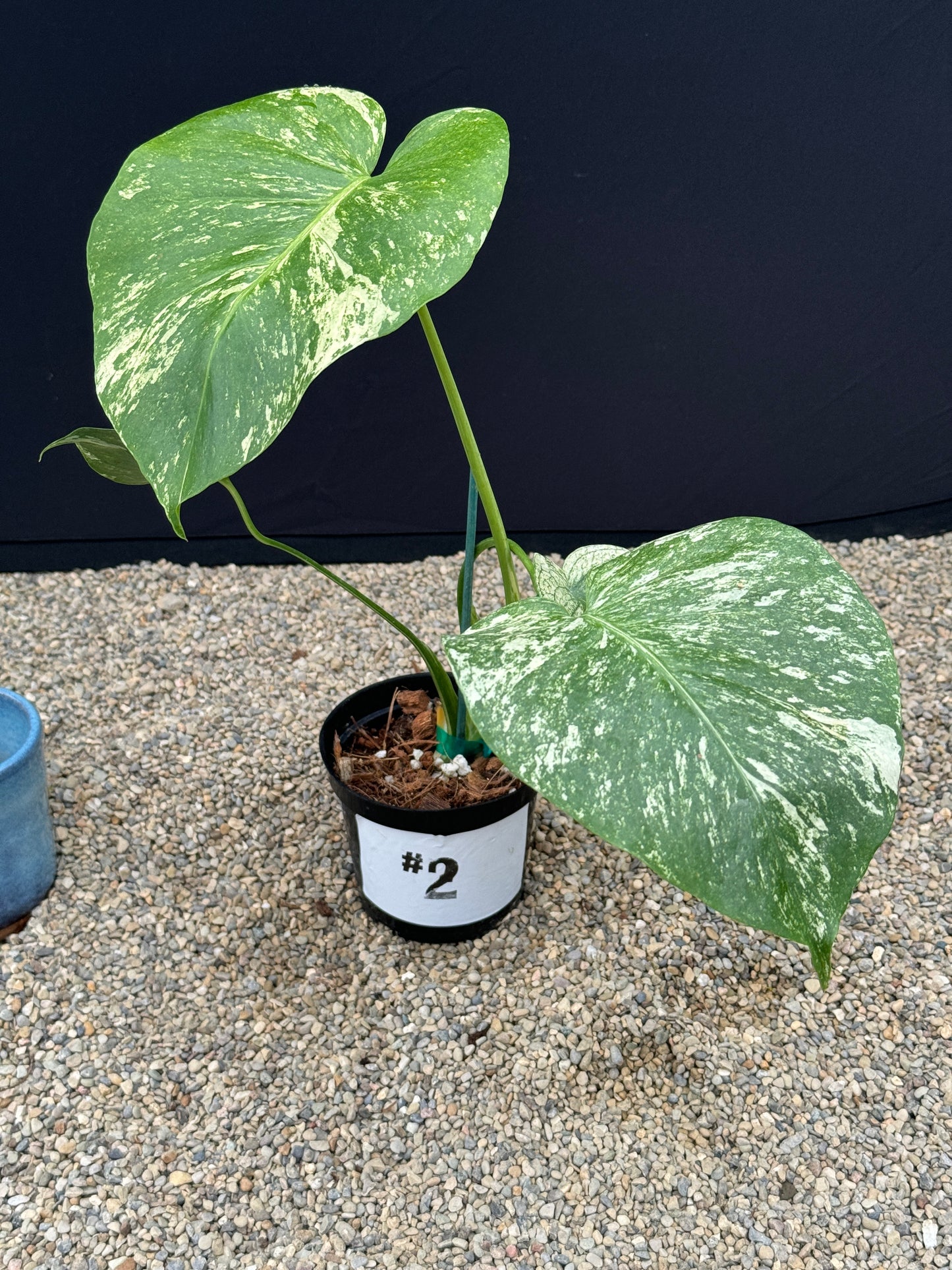 Monstera White Monster