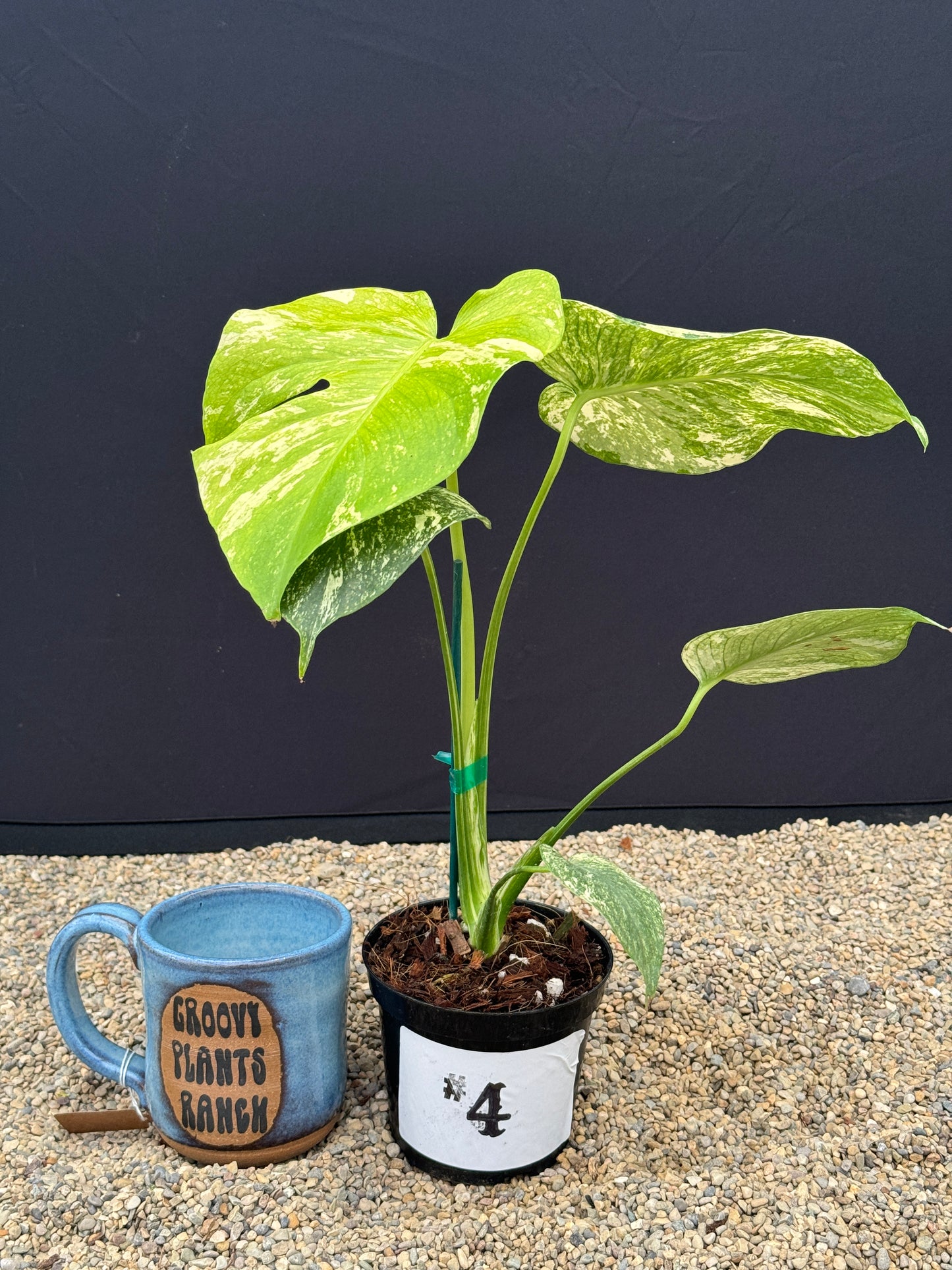 Monstera White Monster