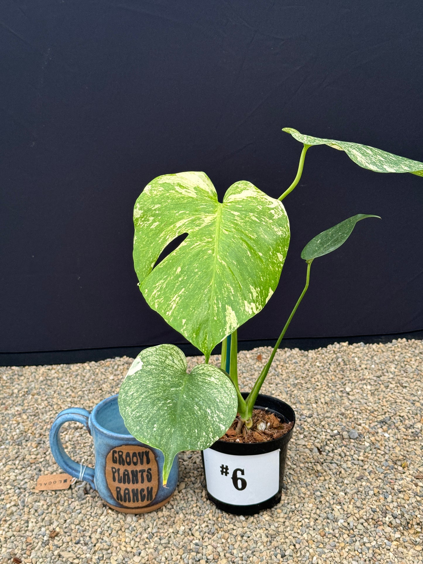 Monstera White Monster