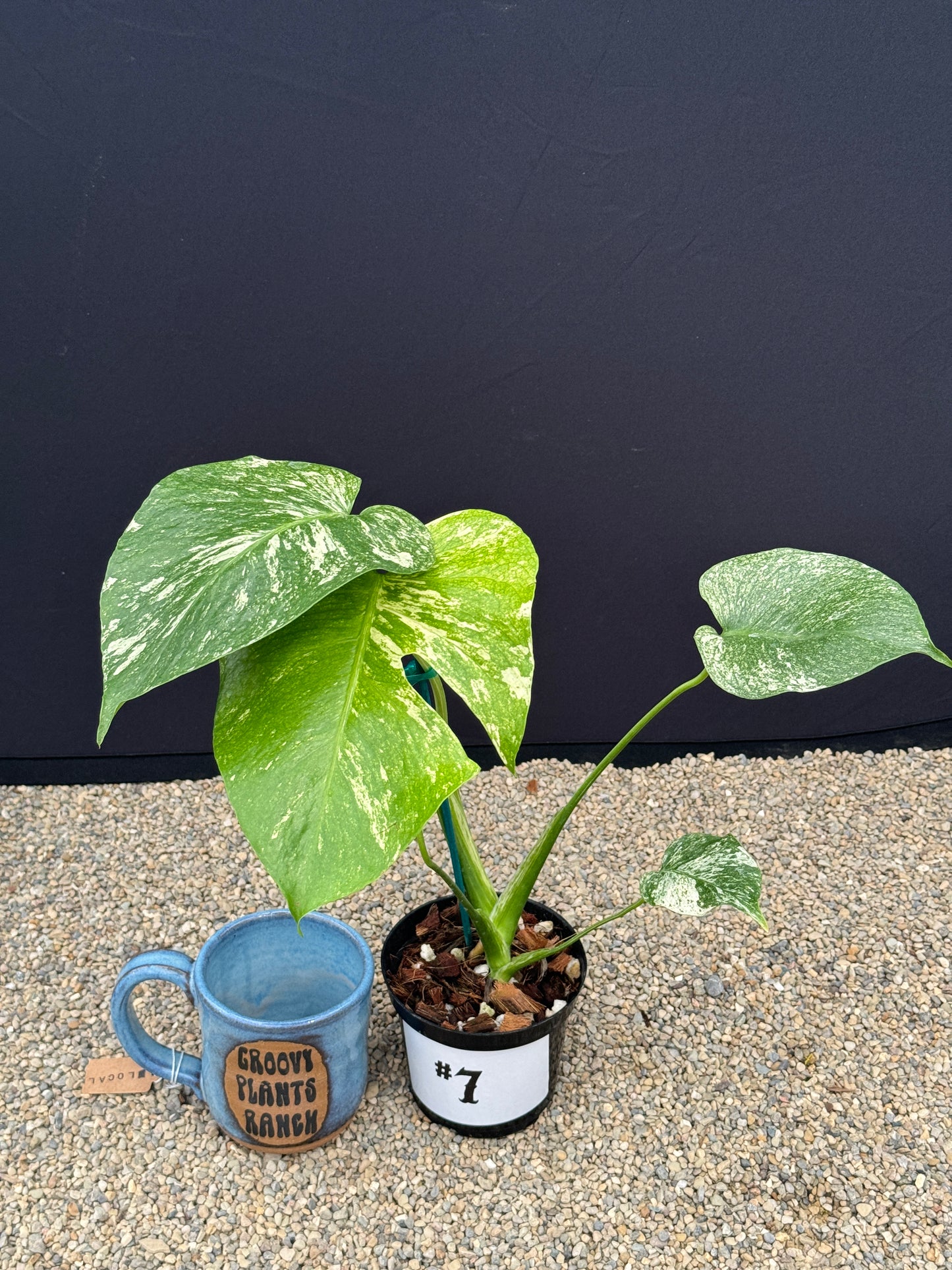 Monstera White Monster