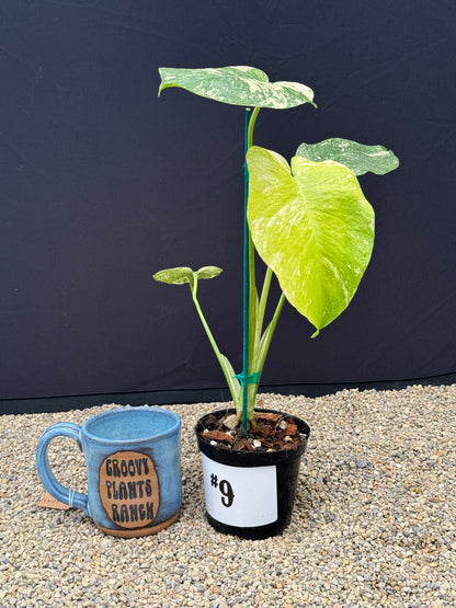 Monstera White Monster