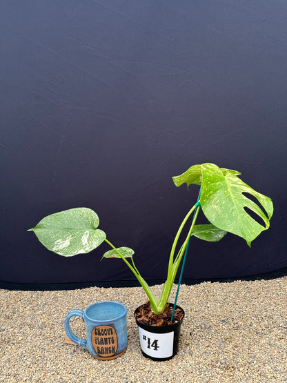 Monstera White Monster