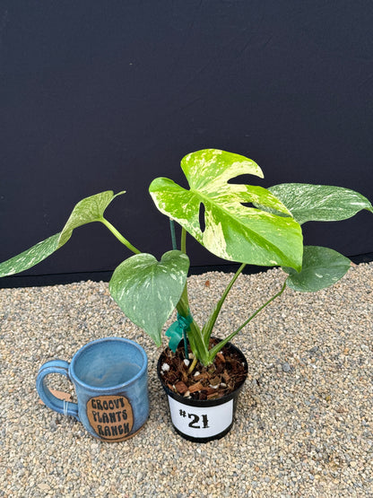 Monstera White Monster