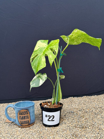 Monstera White Monster