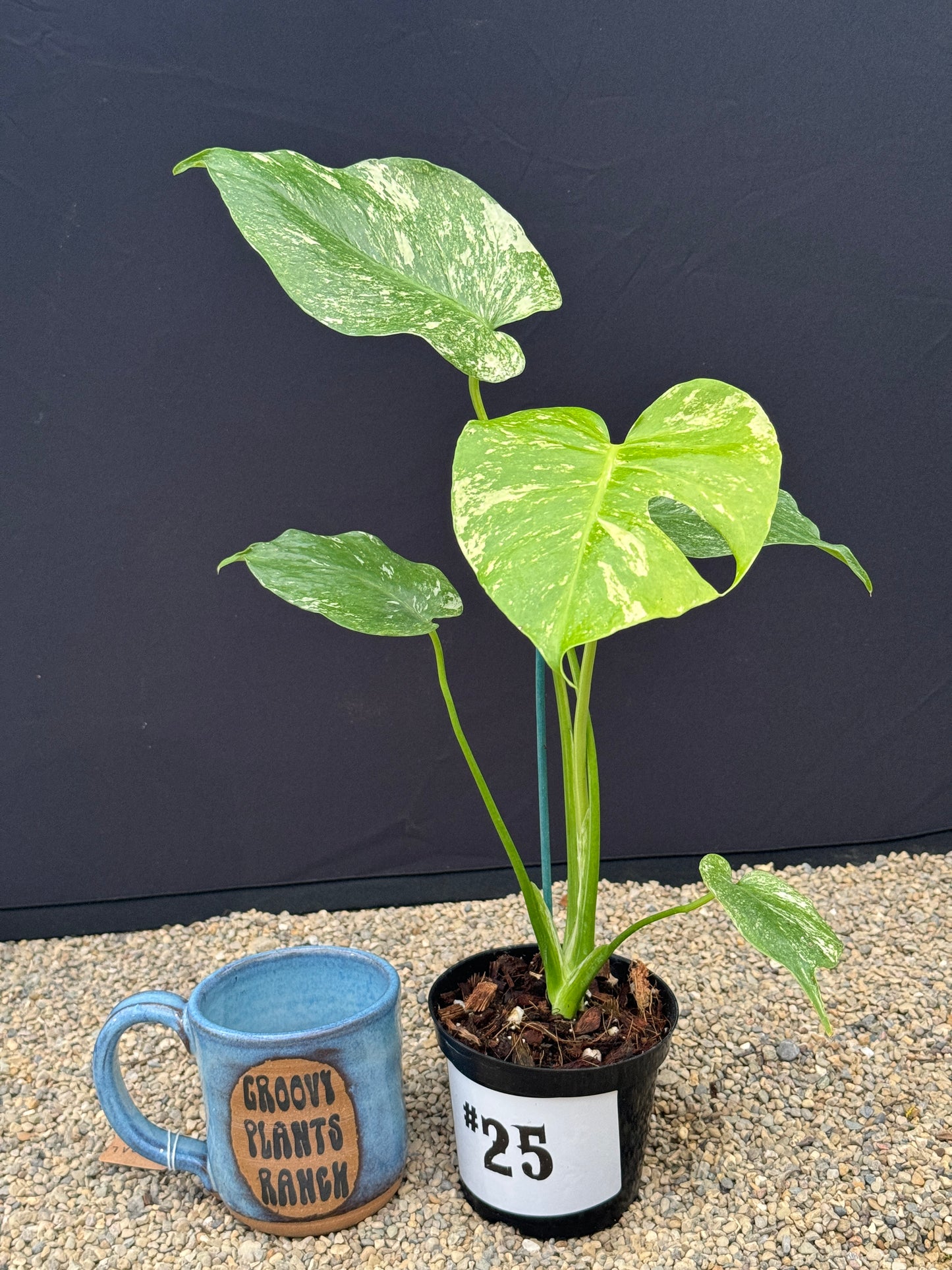 Monstera White Monster