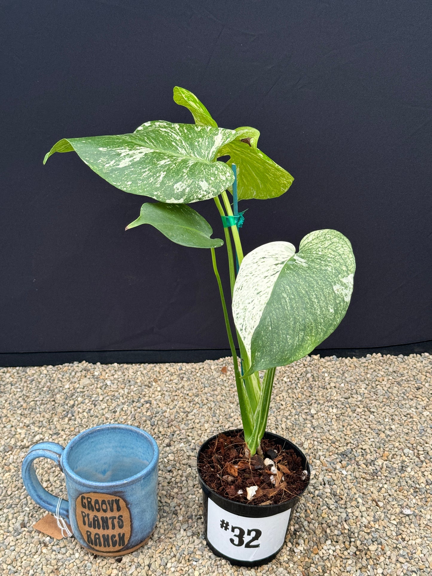 Monstera White Monster