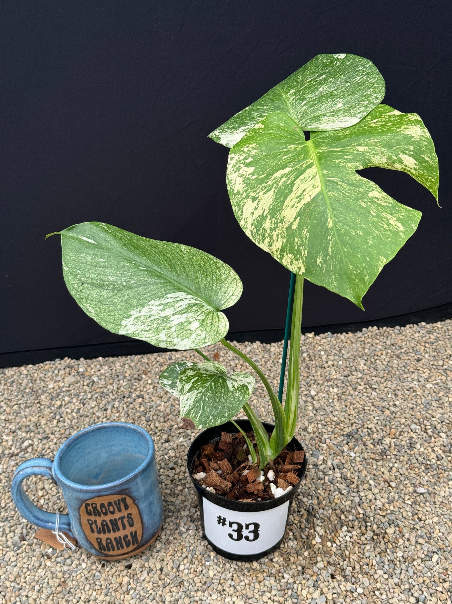 Monstera White Monster