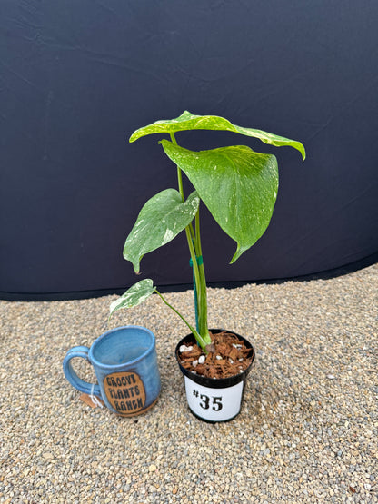 Monstera White Monster