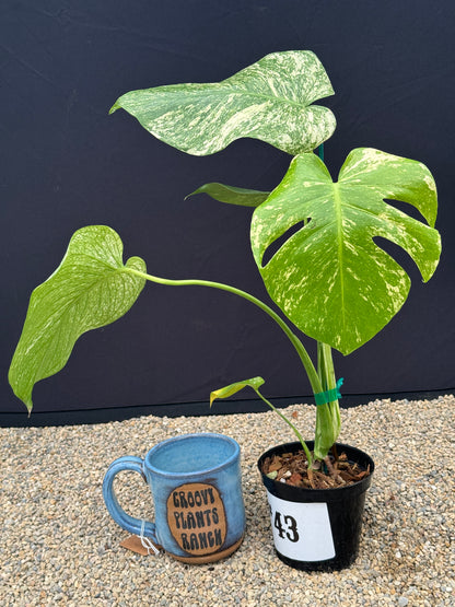 Monstera White Monster