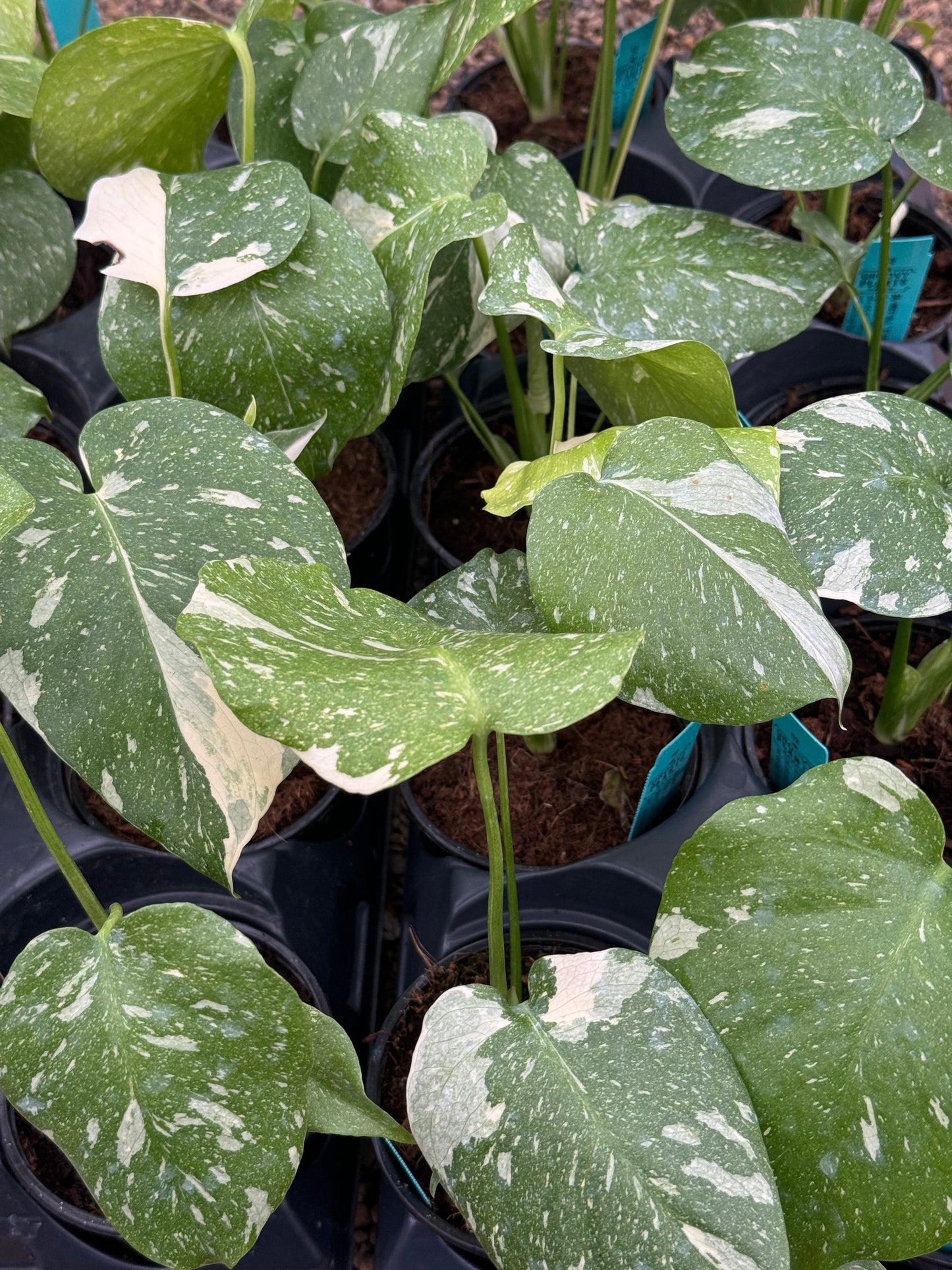 Monstera 'Thai Constellation'