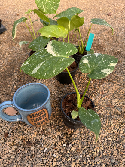 Monstera 'Thai Constellation'