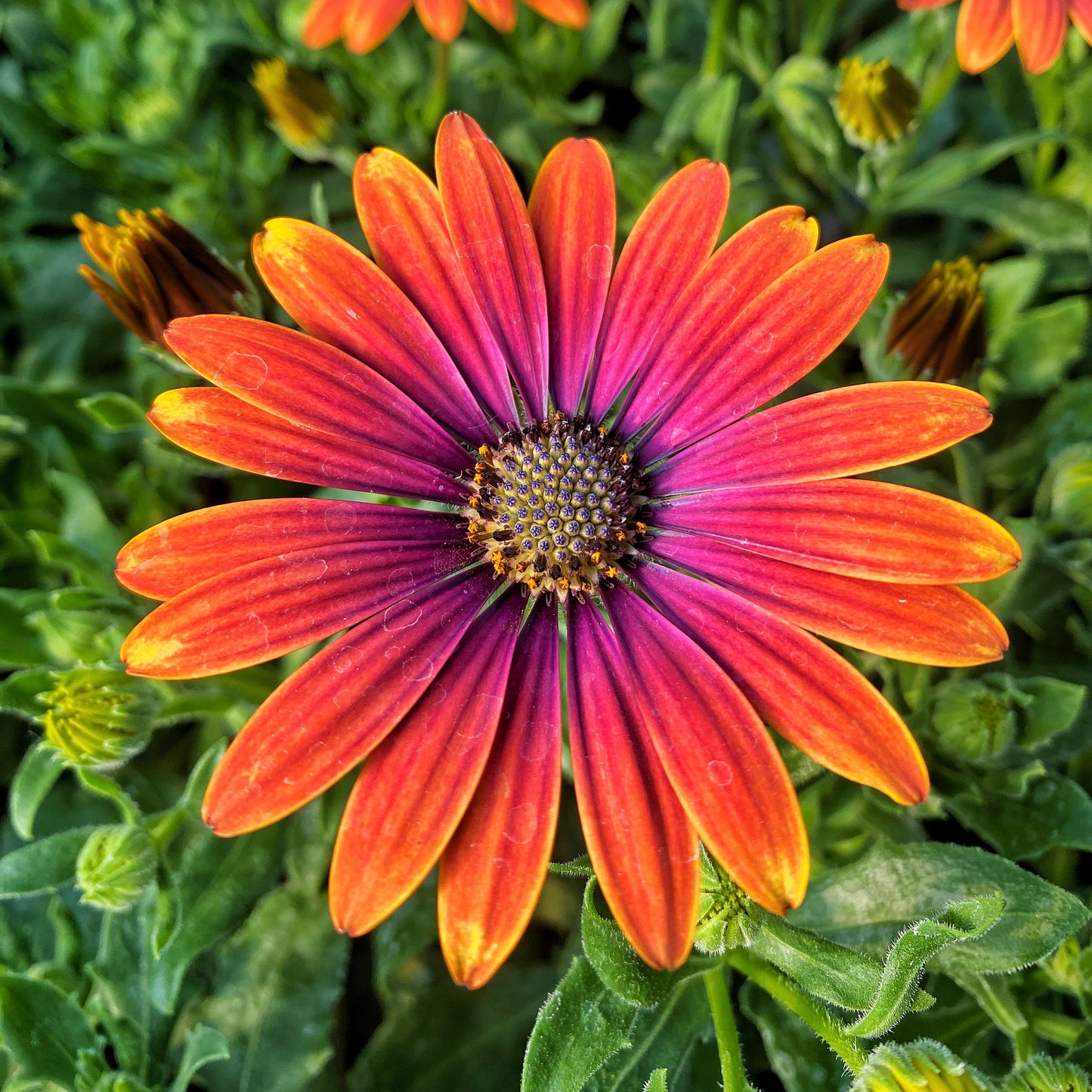 FIELD OF DAISY DREAMS  (24 Plants) AFRICAN DAISY 'ZION™ PURPLE SUN'