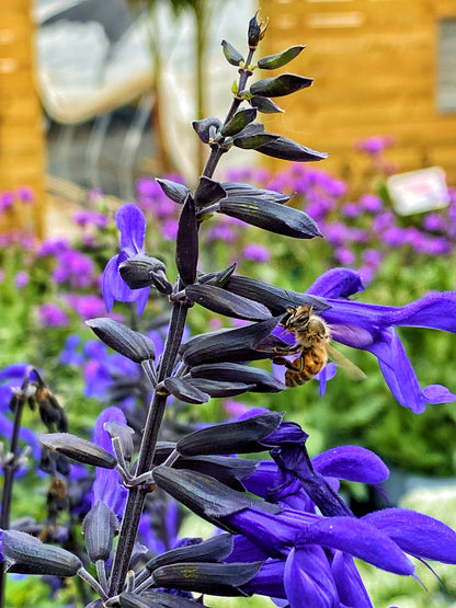 HUMMINGBIRD BUFFET (24 plants) 'Black and Bloom' Salvia