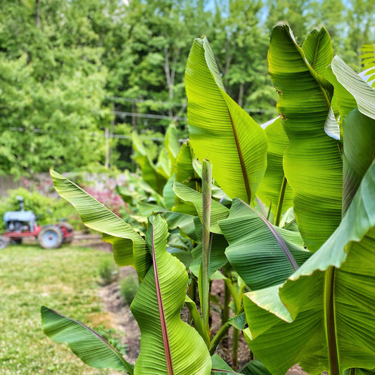 WHOLE GROVE Ohio Winter Hardy Banana (9 Lg Plants) | PICKUP ONLY Pre Order!