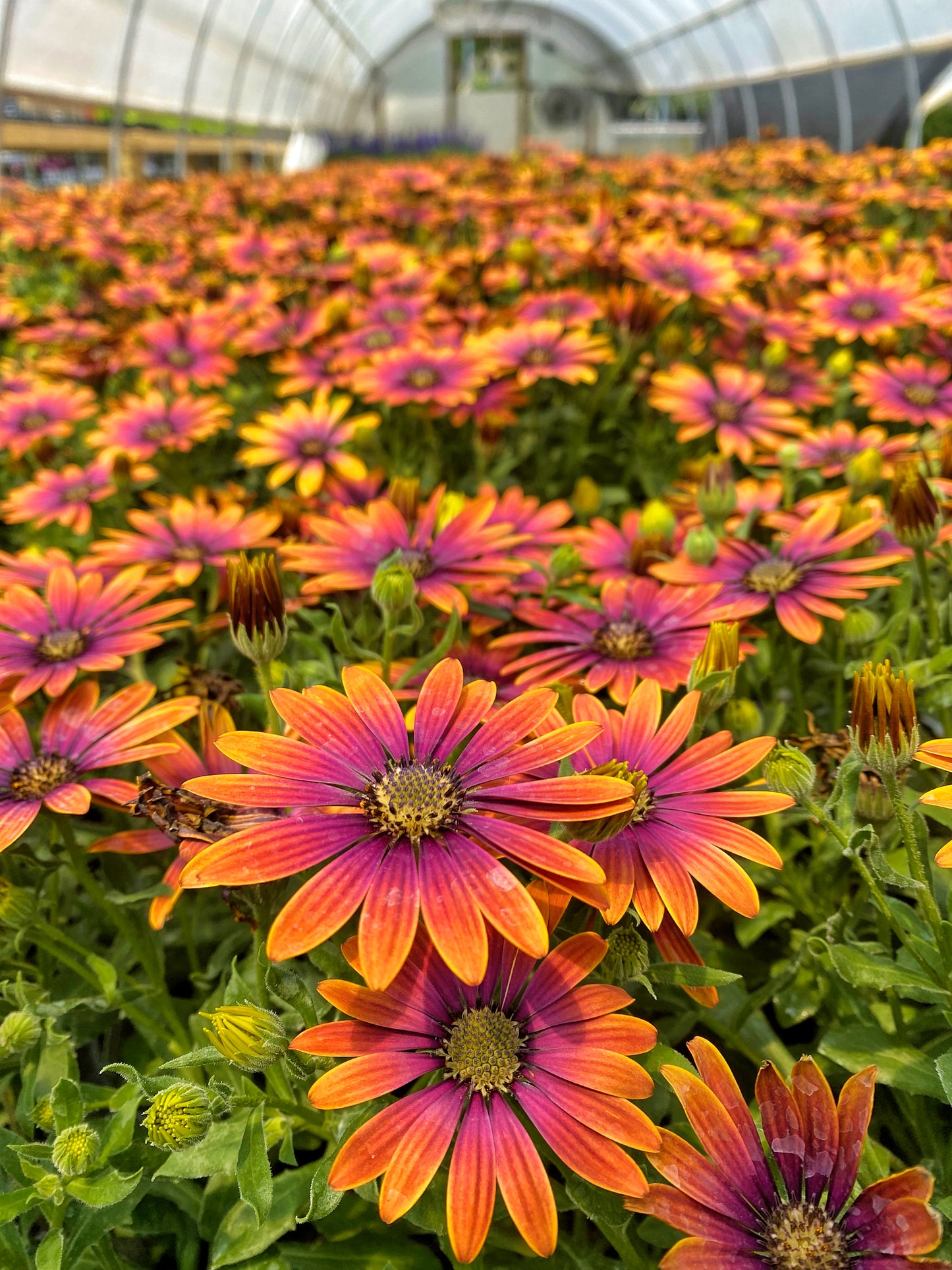 FIELD OF DAISY DREAMS  (24 Plants) AFRICAN DAISY 'ZION™ PURPLE SUN'