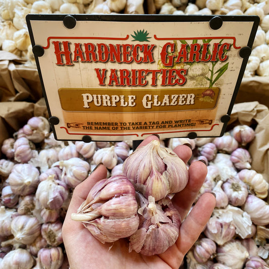 Garlic | Purple Glazer Hardneck