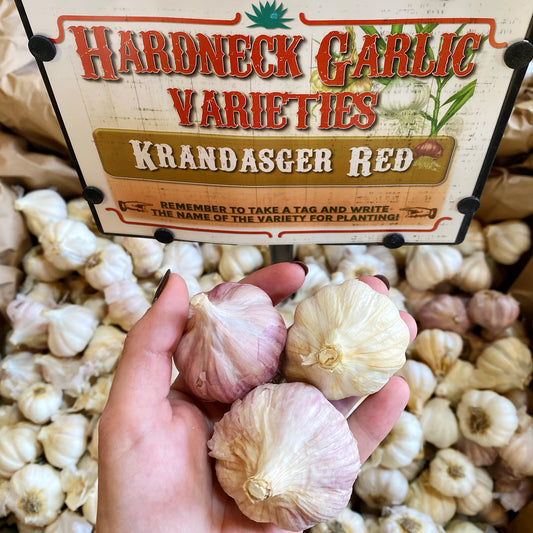 Garlic | Krandasger Red Hardneck