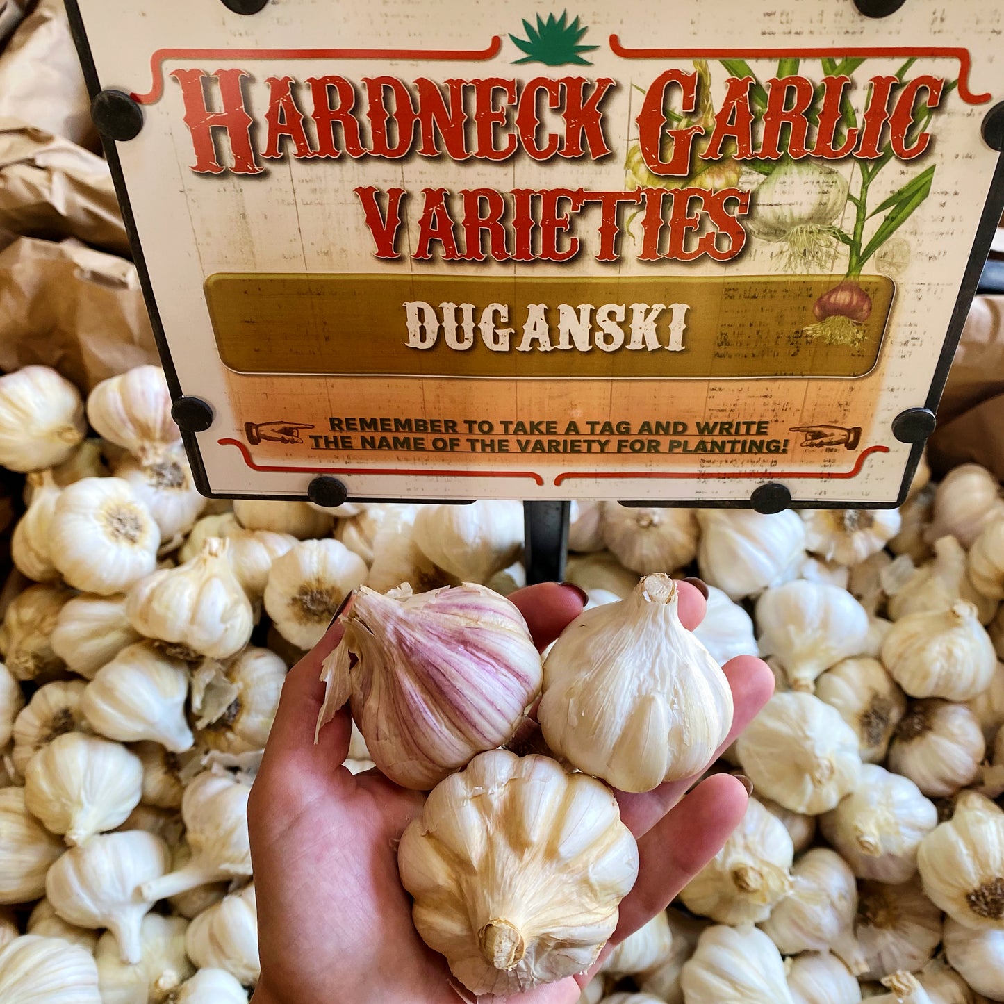 Garlic | Duganski Hardneck