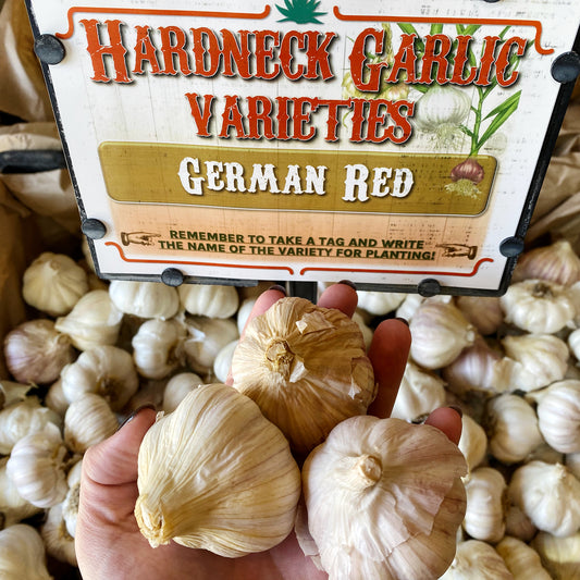 Garlic | German Red Hardneck