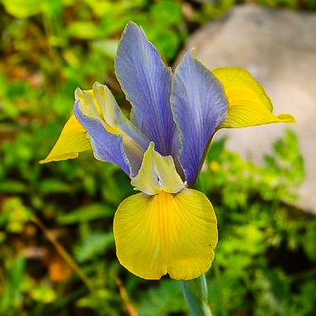 Iris 'Beauty' | Iris Dutch 25 Bulbs