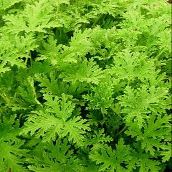 Citronella