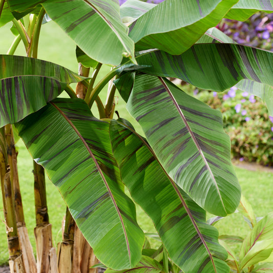 'Ever Red' Winter Hardy Banana