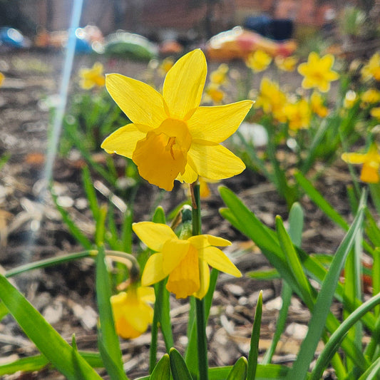 Daffodil 'Tete a Tete' (100 bulbs)