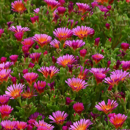 Ice Plant Ocean Sunset™ 'Orange Glow'