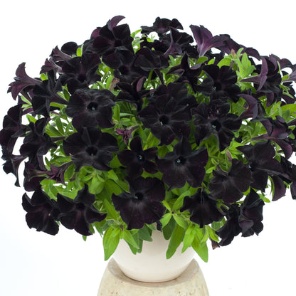 Petunia 'Black in Black' BiggerVigor Trio | PICKUP ONLY!