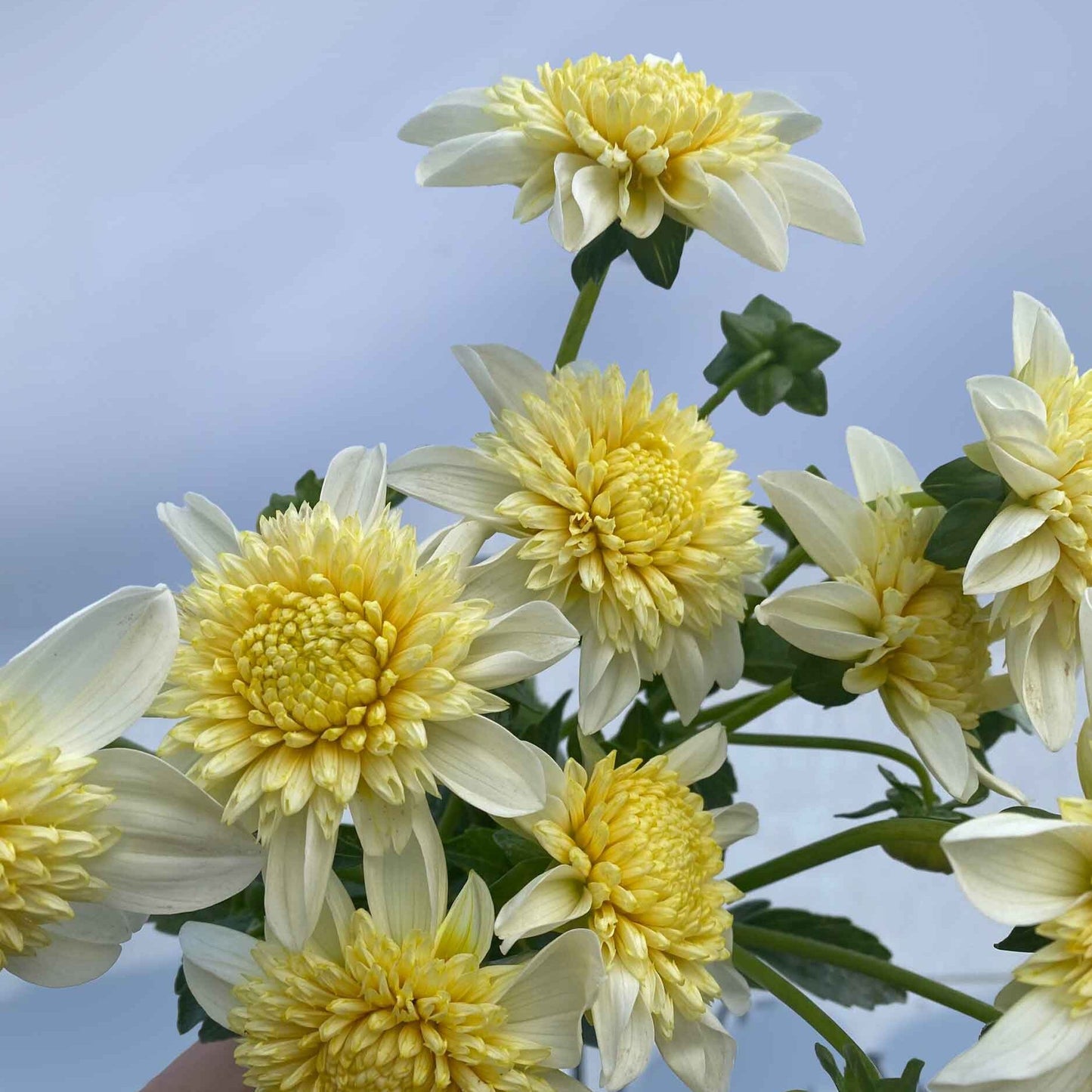 ‘Platinum Blonde’ Dahlia