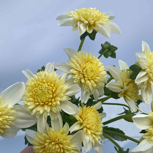 Dahlia ‘Platinum Blonde’ | Trio (3) of Tubers Pre Order